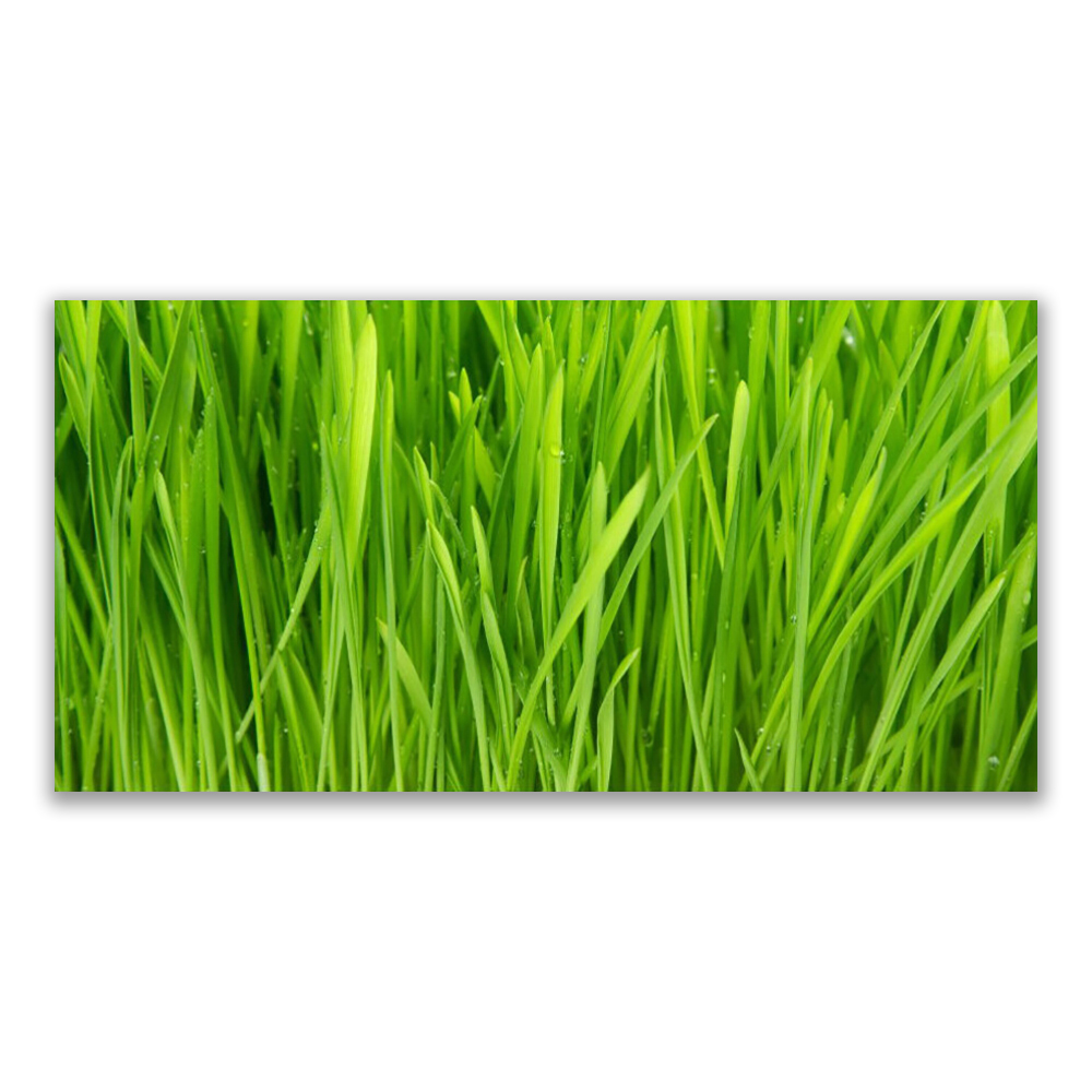 

Obraz akryl z grafiką 140x70 Trawa Roślina Natura