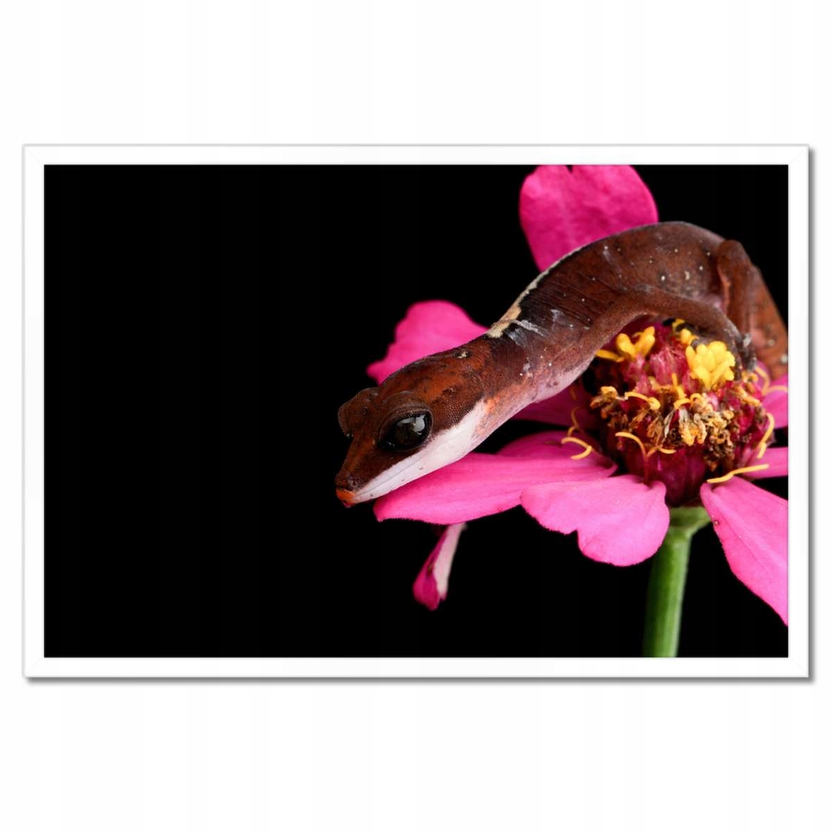 Plakáty v rámu 60x40 Had Gekon na květině