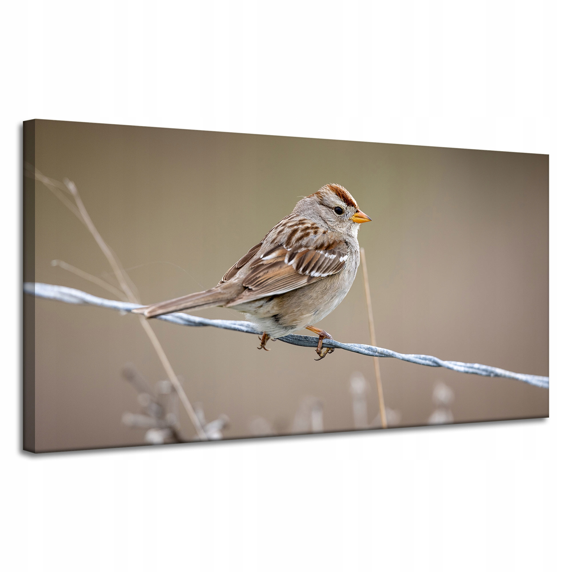 Obraz Canvas Zvířata Pták Vrabec v poli 120x60