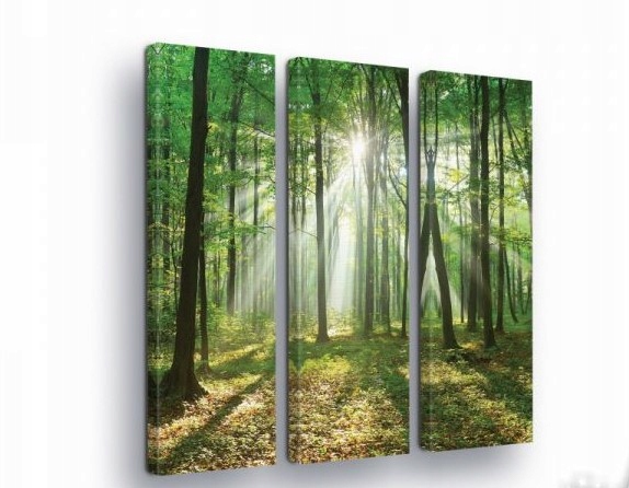 Obraz 90x100 Les sluneční paprsky světlo v lese příroda zeleň stromy