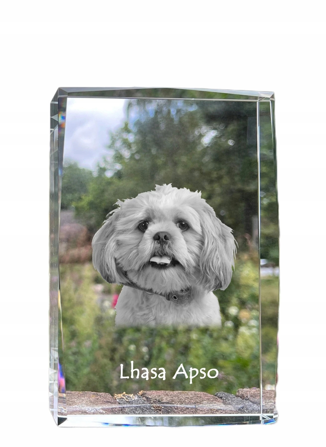 Lhasa Apso fotografia psa v kryštáli, suvenír, trofej, poďakovanie