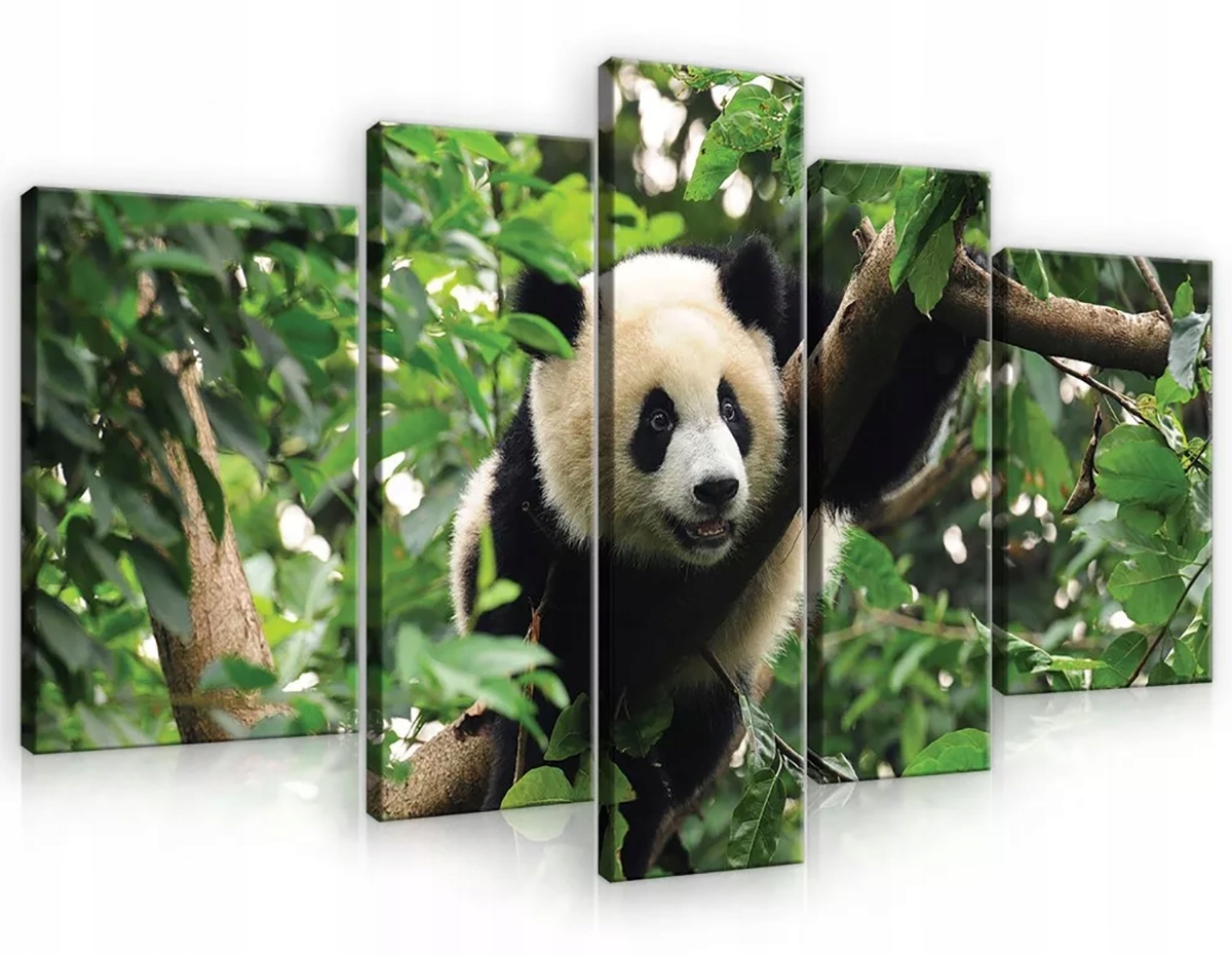 Obraz Na Plátně Canvas 170x100 Panda Medvídek