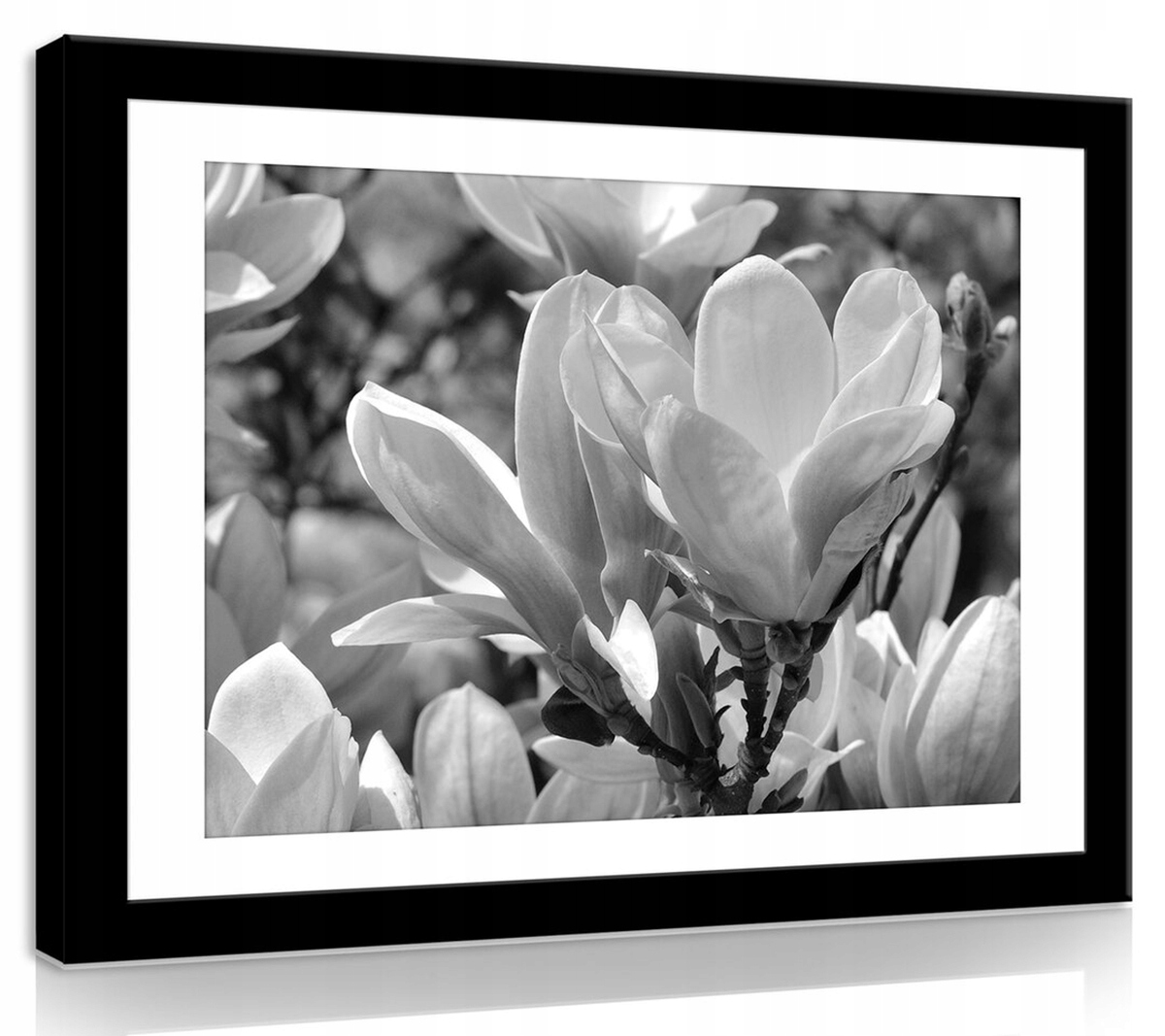 Obraz Na Plátně Canvas 100x75 Květiny Magnolie Čb (černobílý)