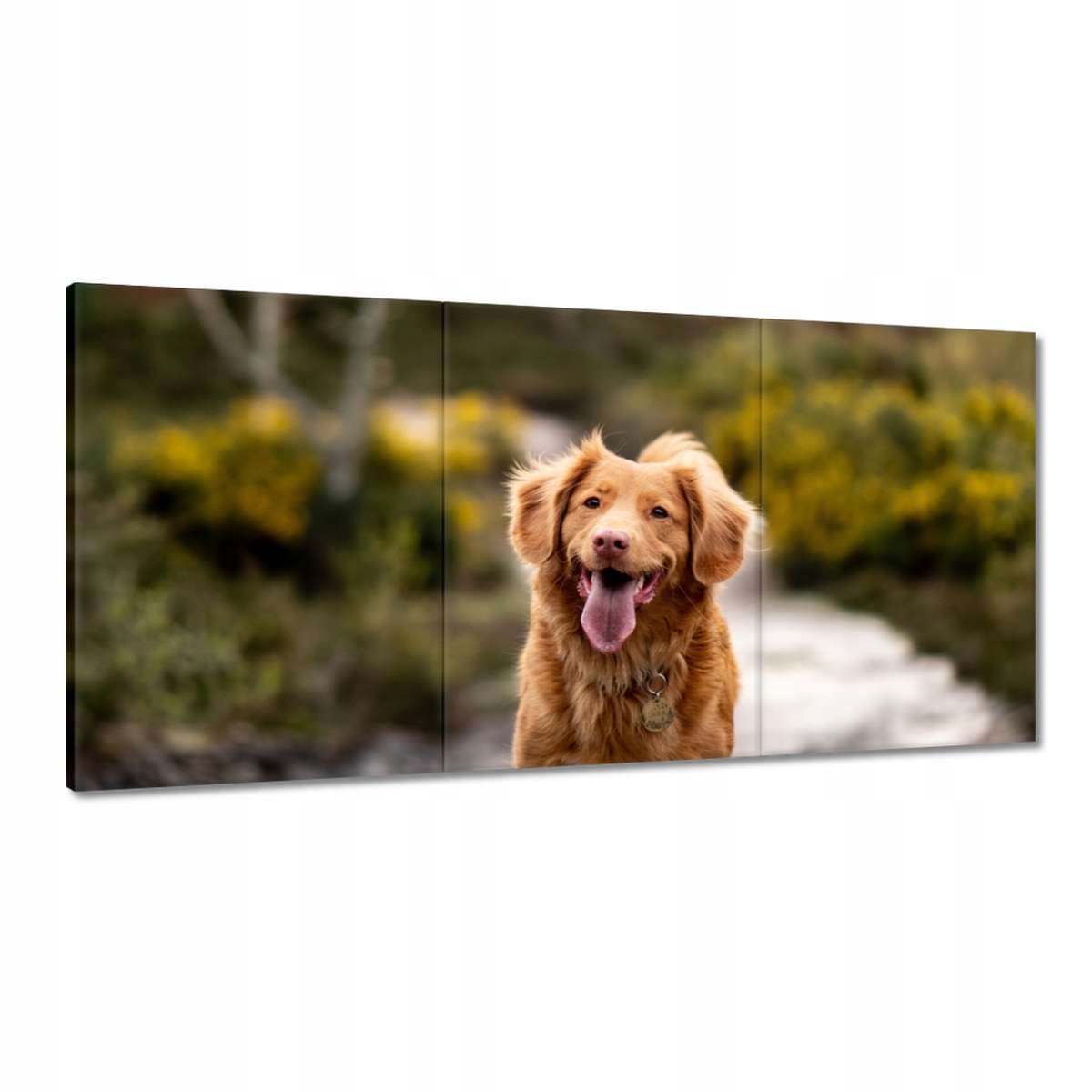 Obrazy 180x90 Pes Psík