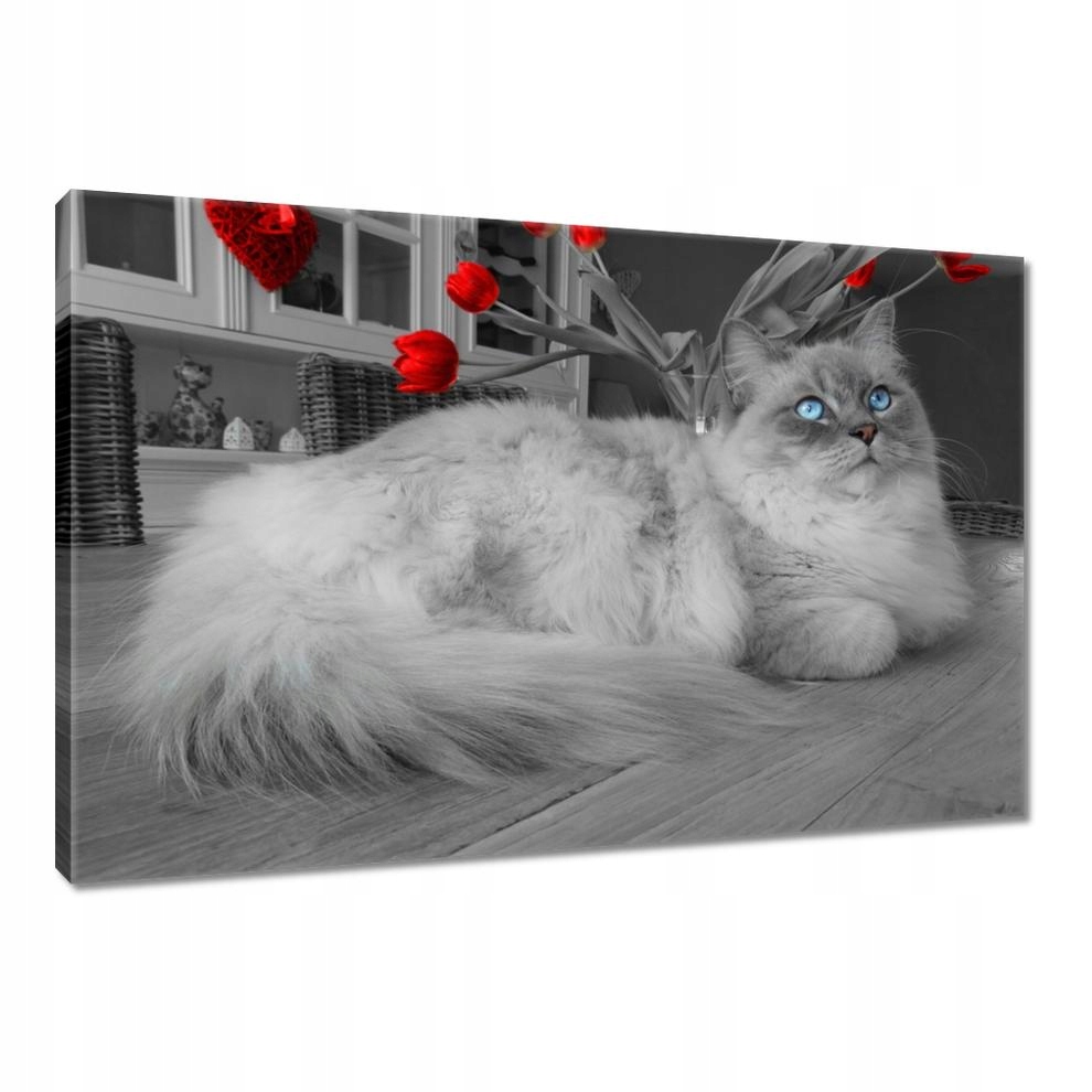 

Obrazy 90x60 Kot Ragdoll