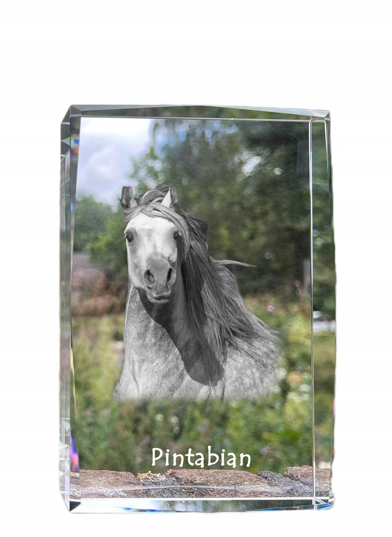 Kôň Pintabian fotografia v kryštáli, suvenír, trofej, poďakovanie