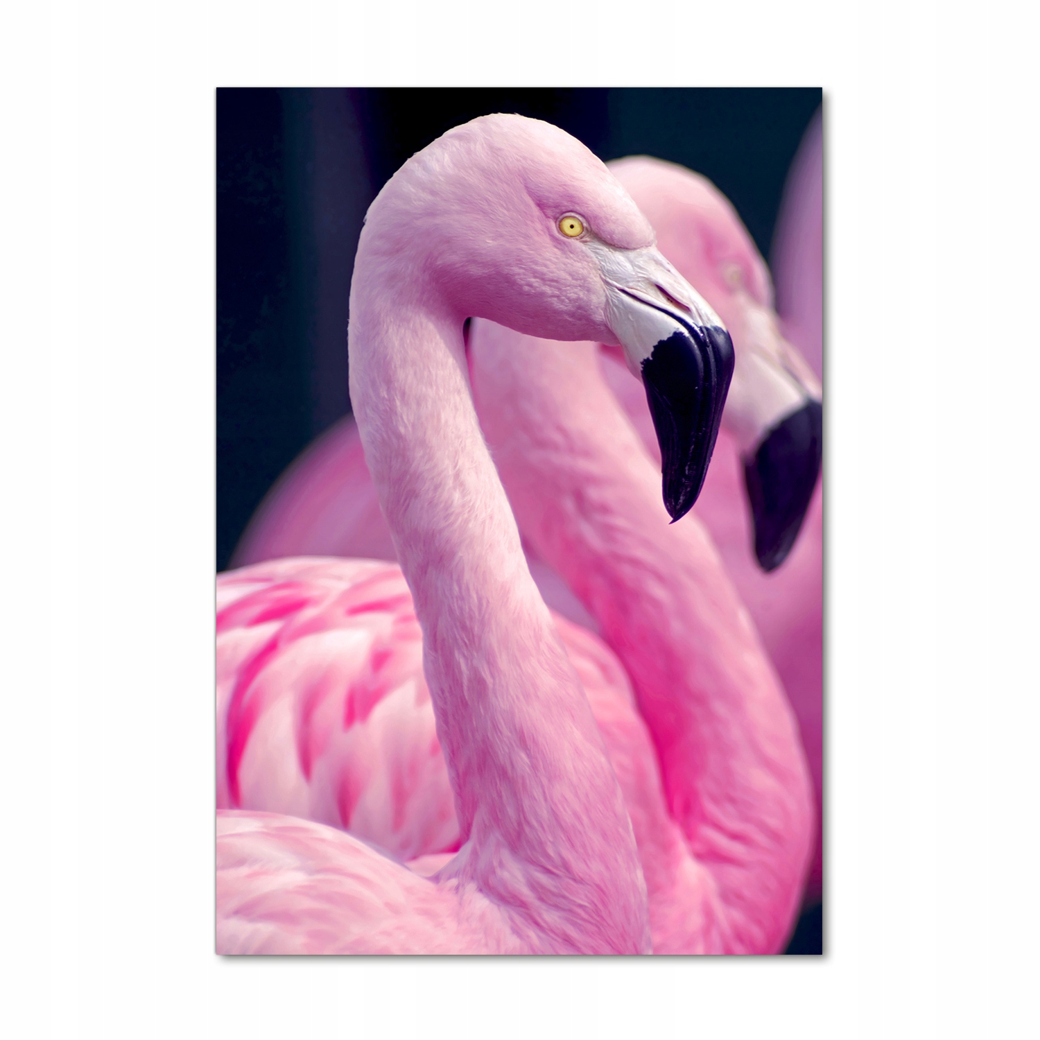 

Foto-obraz szkło hartowane Flamingi 70x100 cm