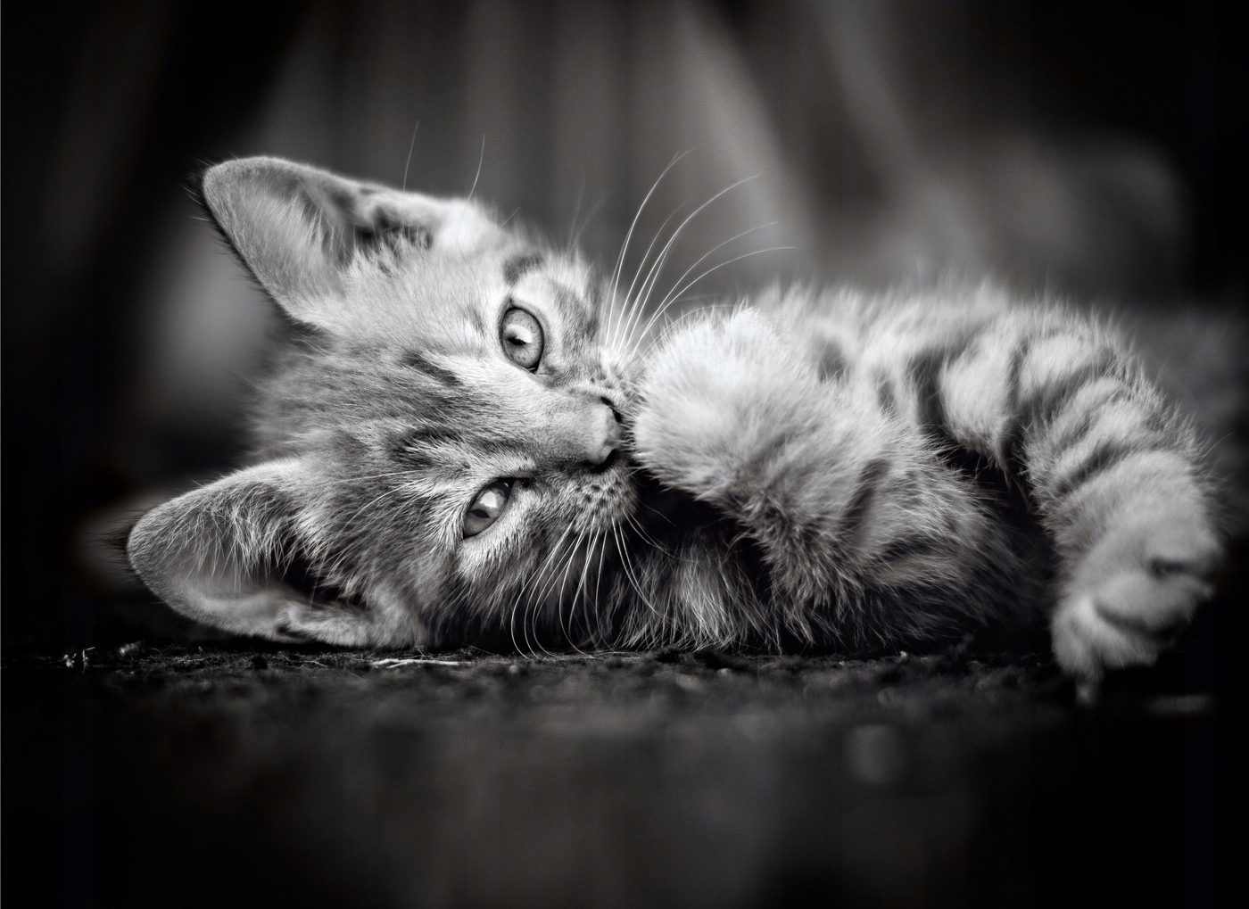 

Puzzle 1000 el. Kitty Kotek Kot Czarno Biały