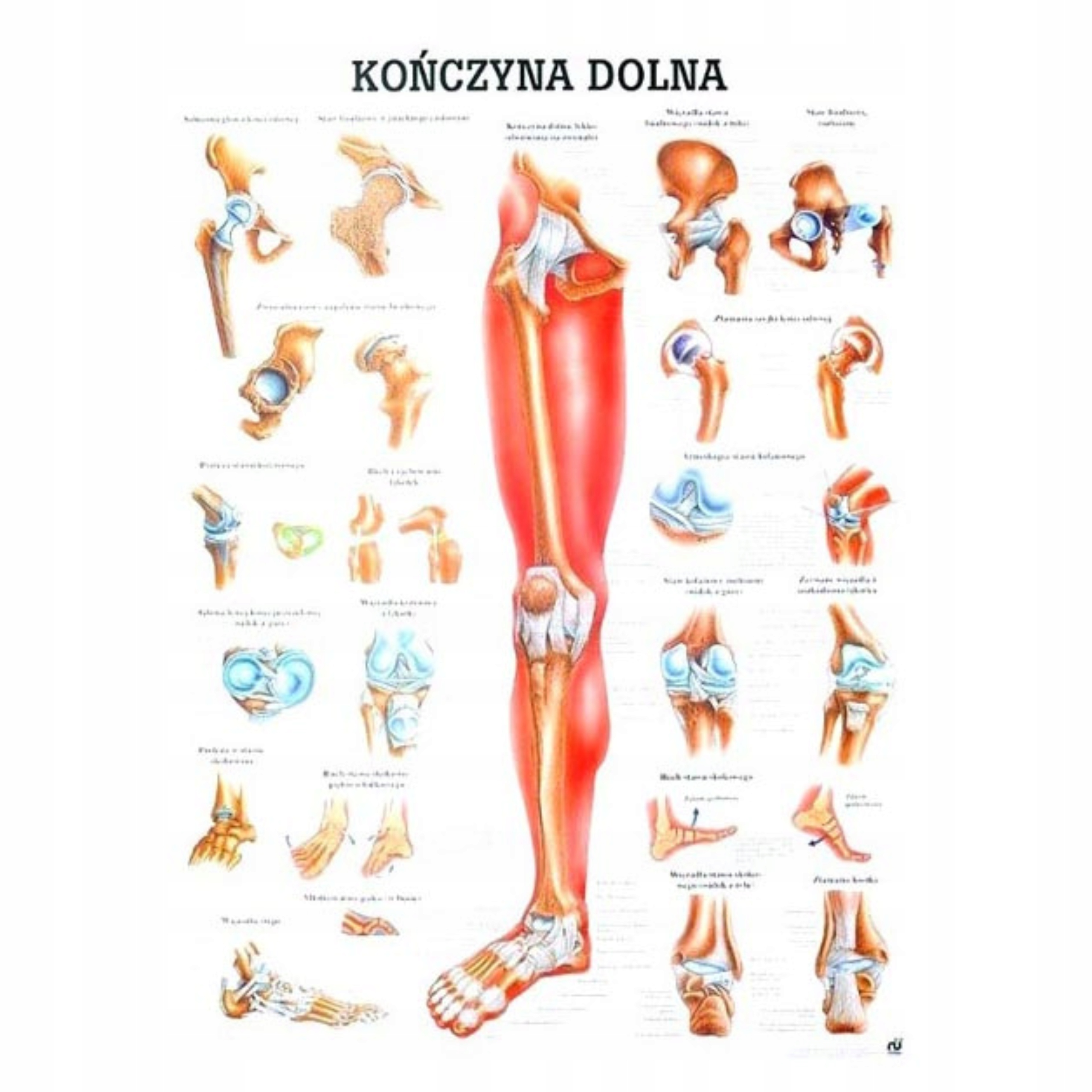 Tablica Anatomiczna Kończyna Dolna Nielaminowana 70X100CM