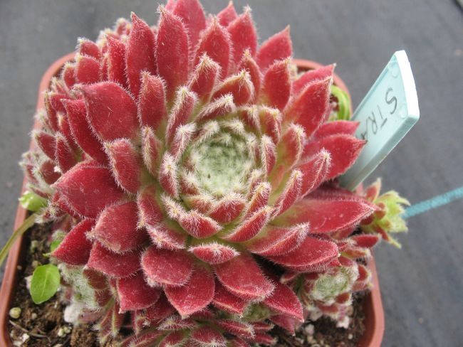 Rojnik 166 STRAWBERRY ICE jak niedojrzała truskawka