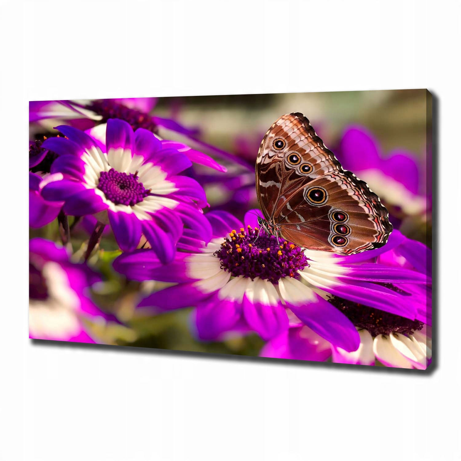

Foto obraz na płótnie Motyl na kwiatku 100x70 cm