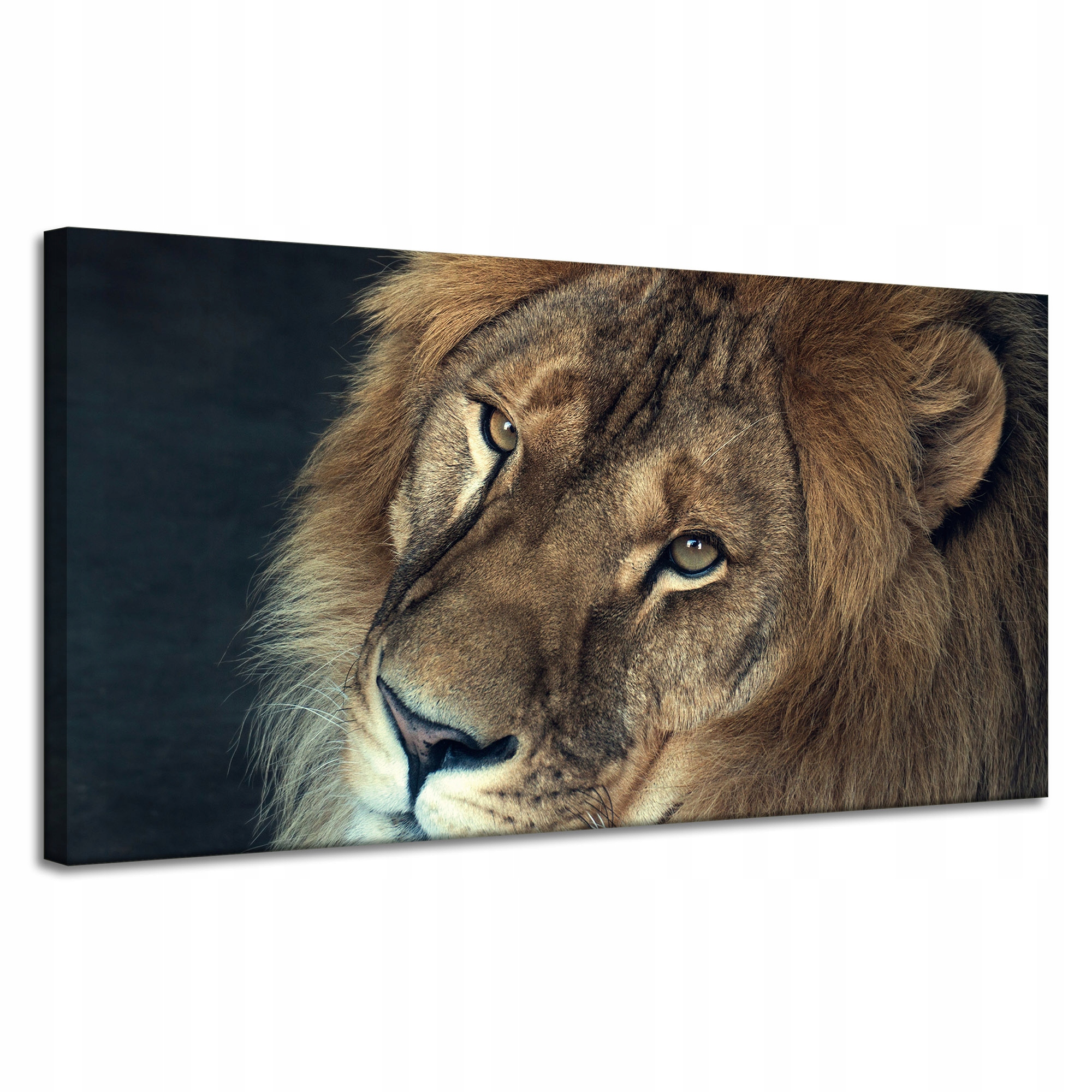 Obraz na plátně Tvář a oči Lva Divočina 120x60 cm