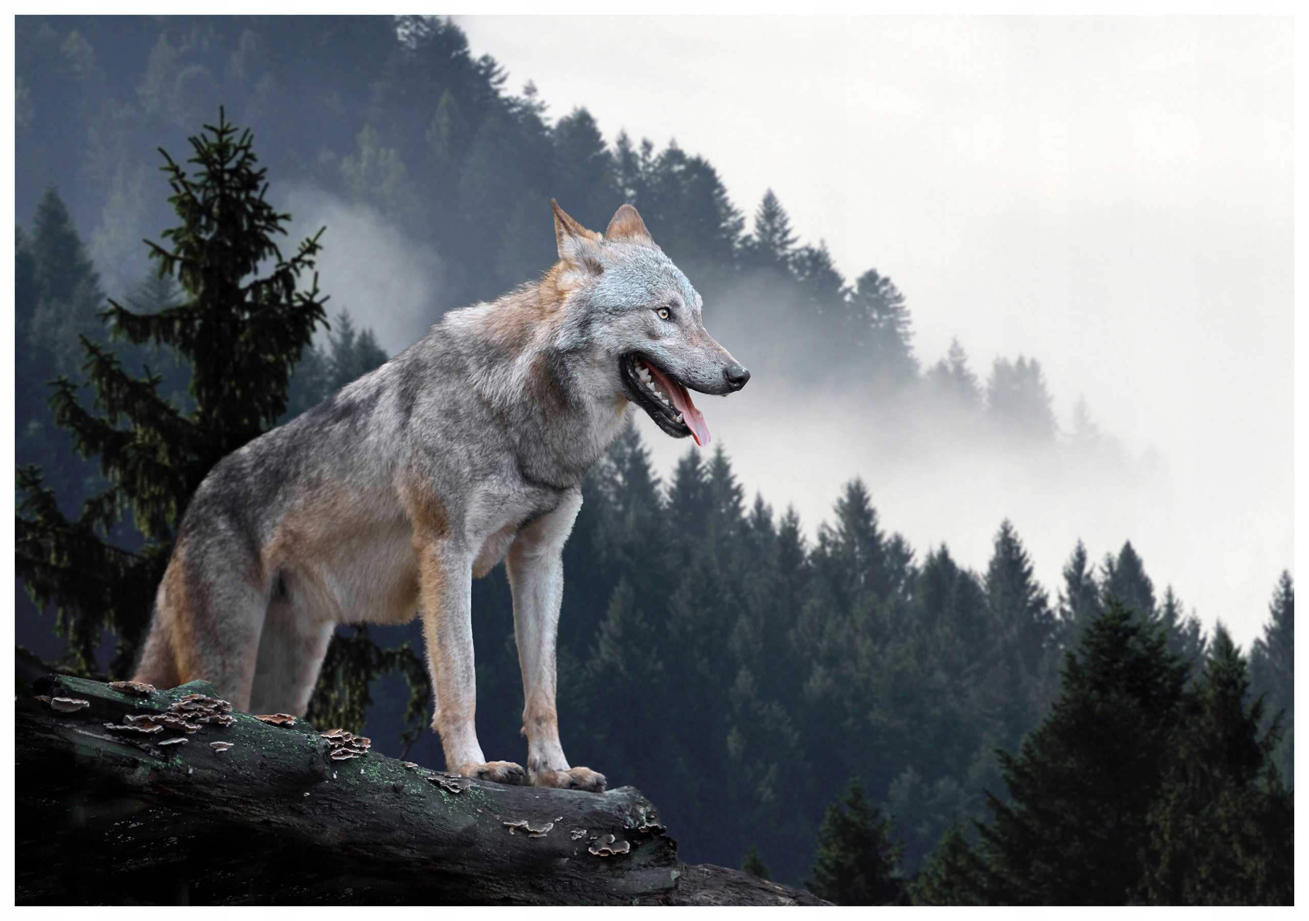 Vliesová fototapeta Vlk v hmlistom lese, majestátnosť prírody 312x219 lepidlo