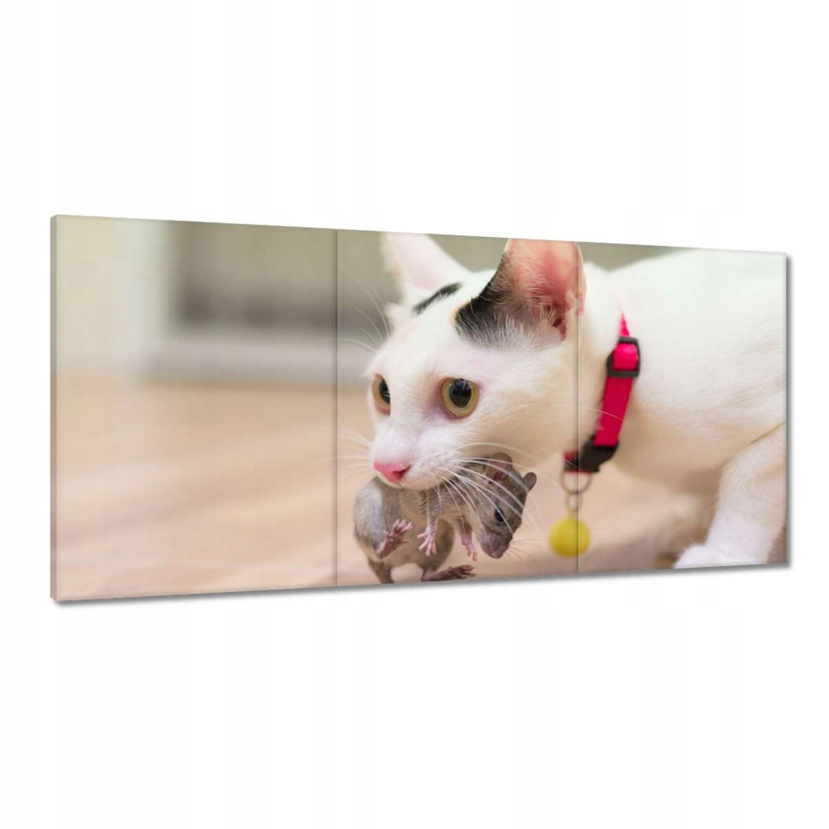 Obrazy 120x60 Kočka Kotě Kočičky Kočička