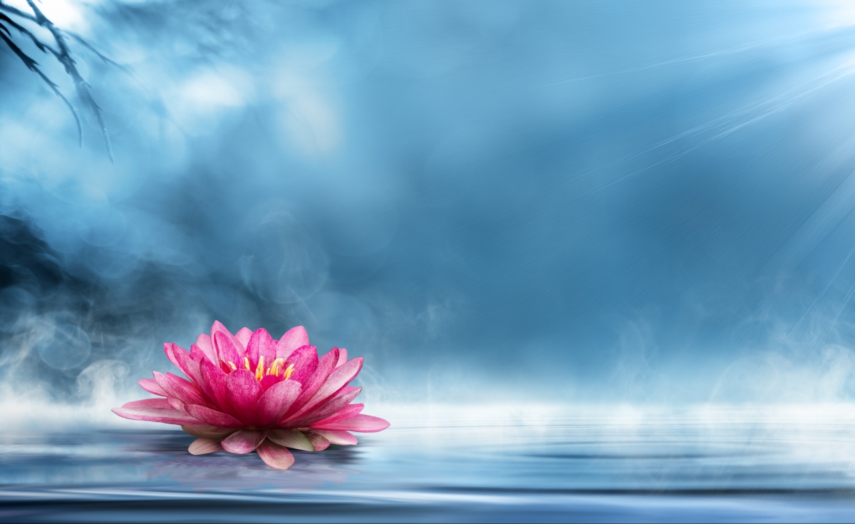 

Tapeta flizelinowa Kwiat lotosu 416x254