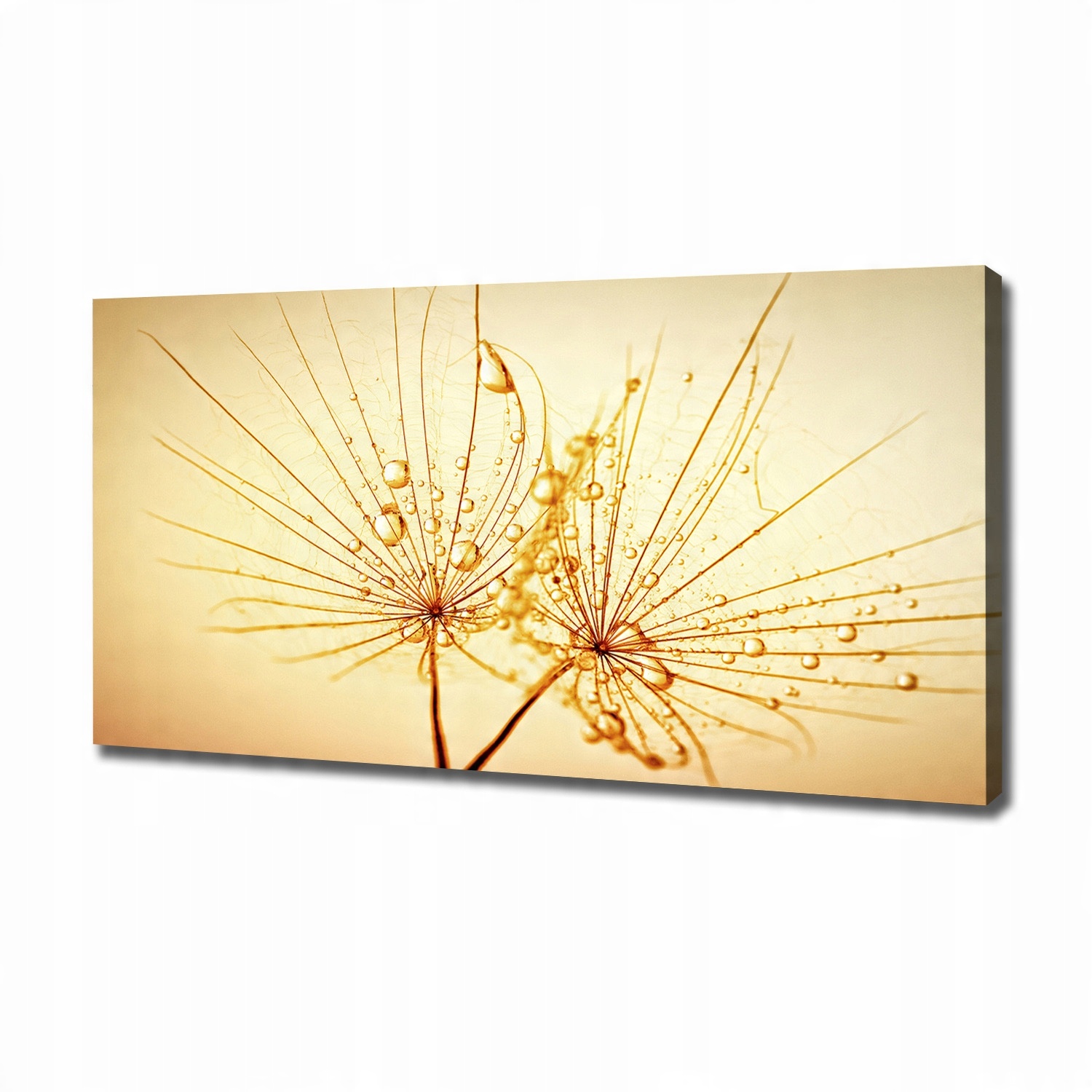 

Foto obraz na płótnie Nasiona dmuchawca 120x60 cm