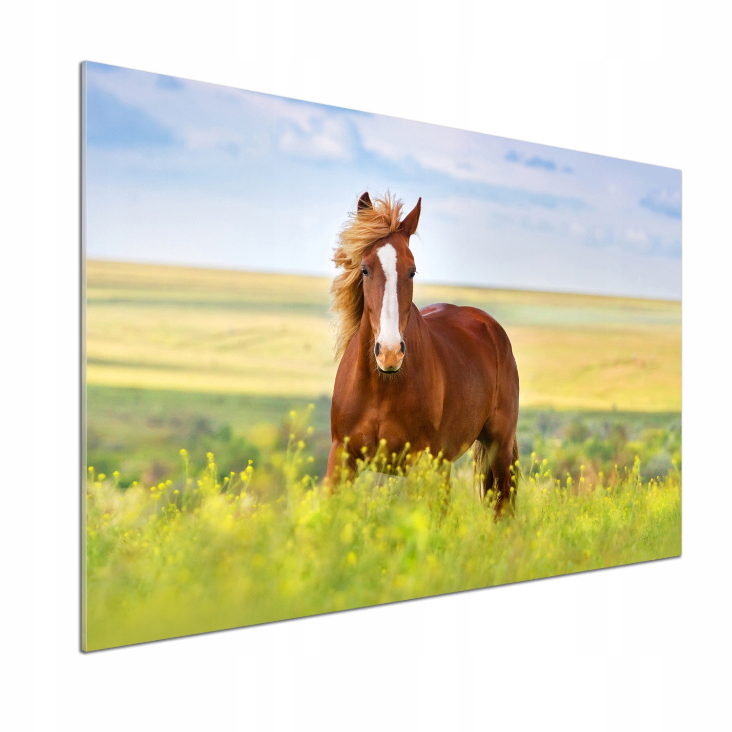 Dekoračný panel zo skla Hnedý kôň 100 x 70 cm Lepidlo