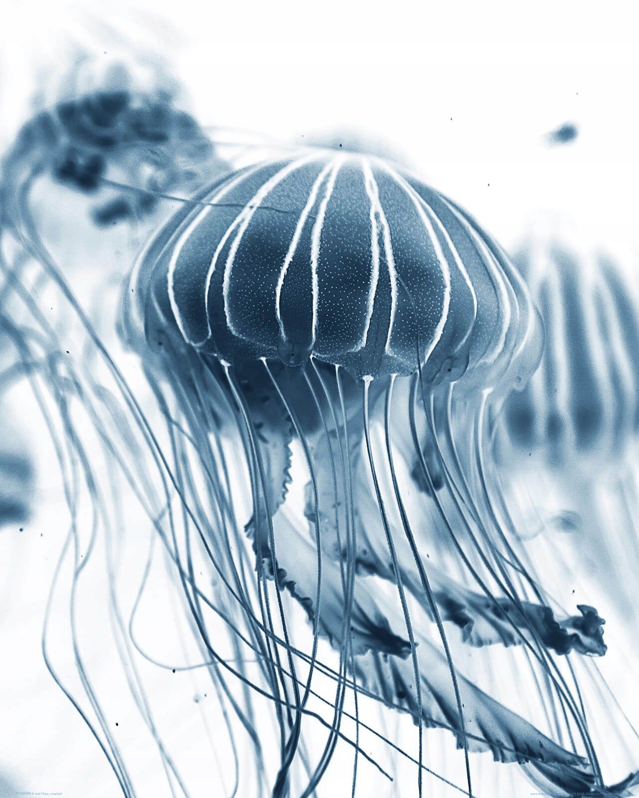 

Plakat ścienny Meduzy na białym tle 50x40 cm