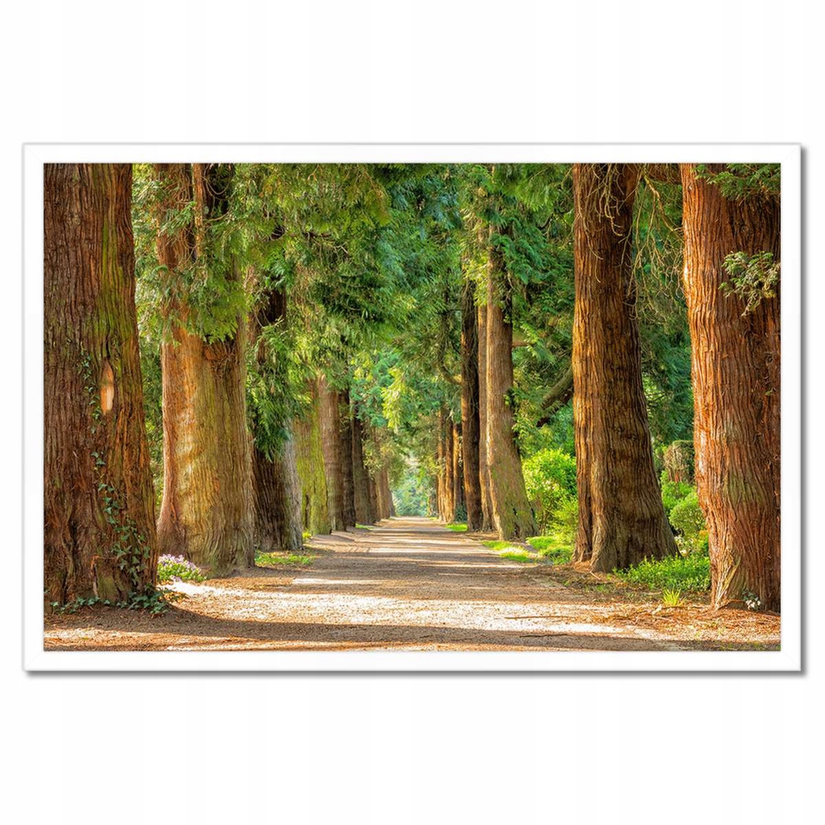 Plakáty v rámu 60x40 Cesta v parku Stromy