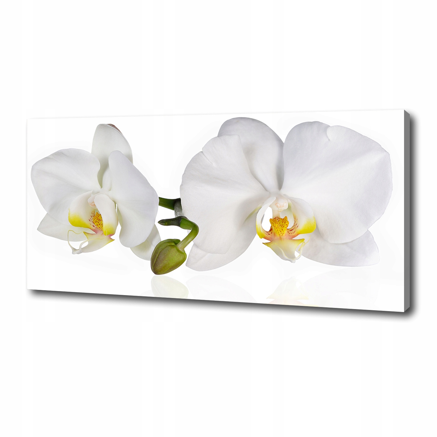 

Foto obraz canvas na ścianę Orchidea 125x50 cm