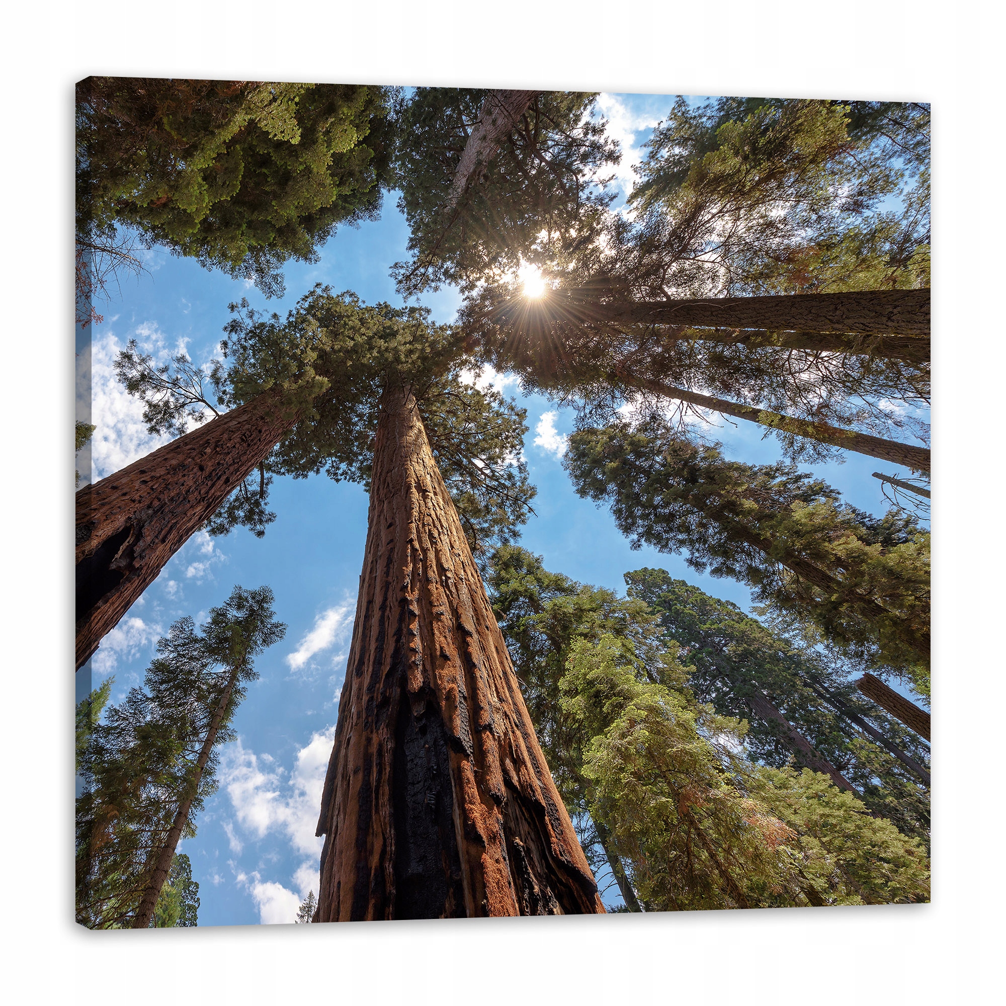 Obraz na plátně Vysoké stromy Nebe Příroda Slunce 90x90 cm
