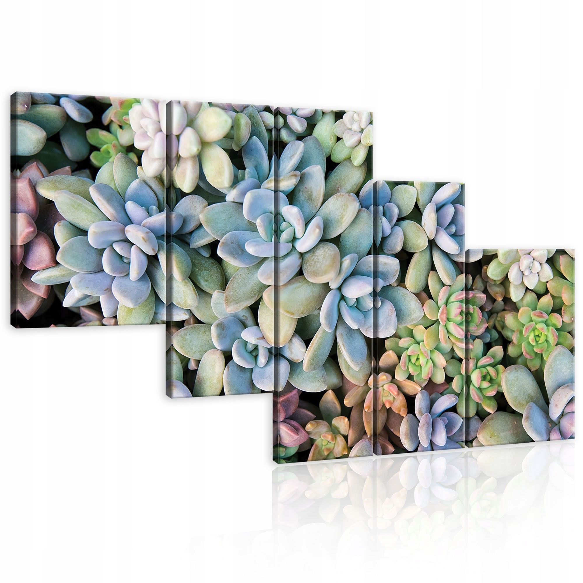 Obraz 170x100 Sukulenty modulární rostliny příroda dekorace stěn