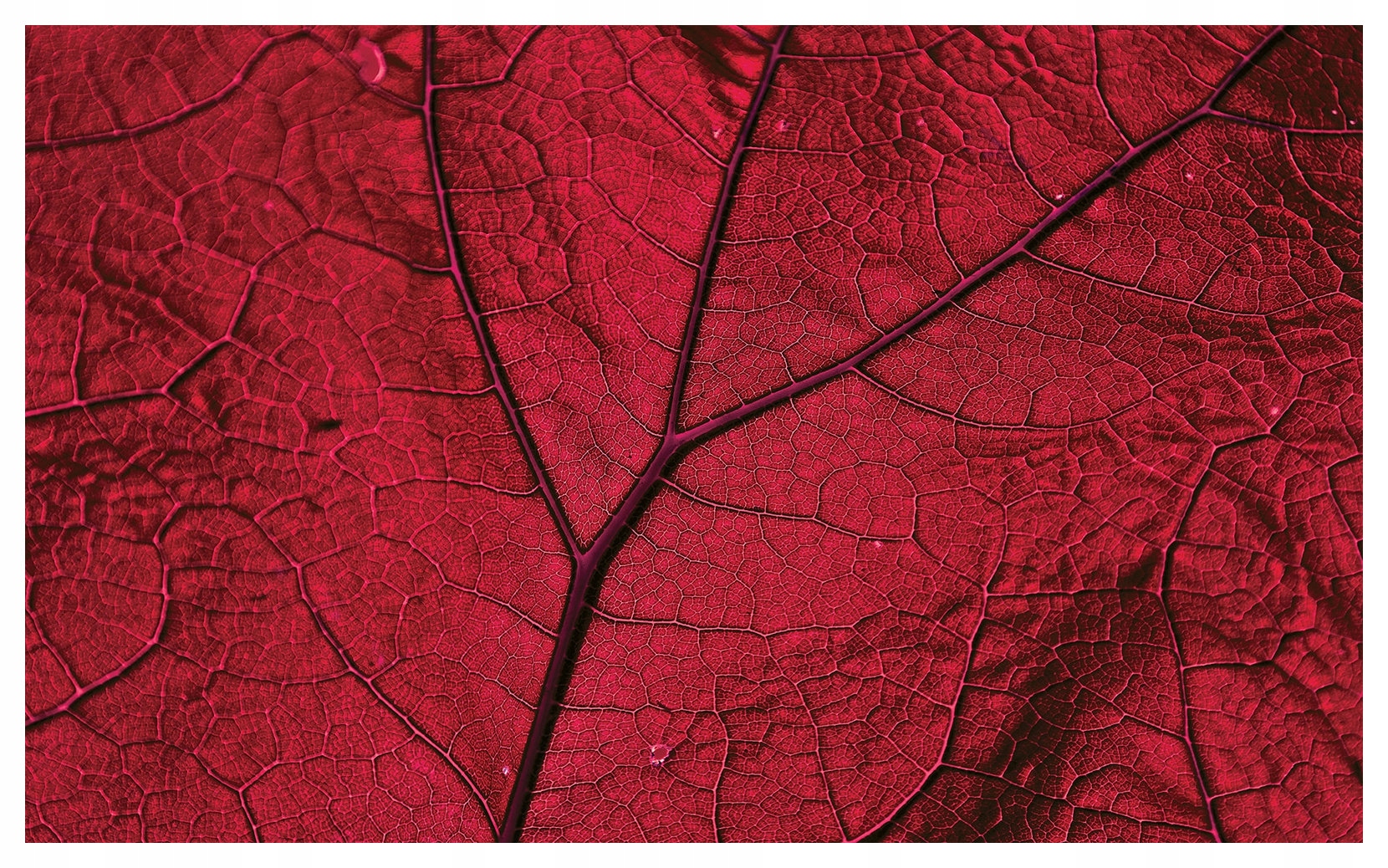 Fototapeta Červený list Makro Příroda Eko Styl Minimalismus 208x146 lepidlo