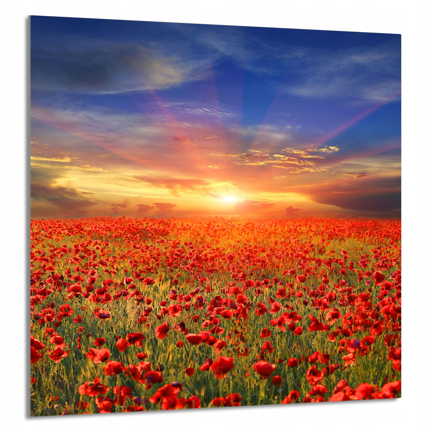 Skleněný Panel Do Kuchyně 60x65 Maki Tvrzené Sklo