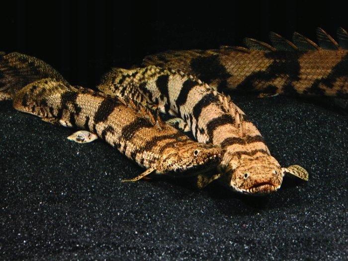 Многоножка африканская-Polypterus endlicheri