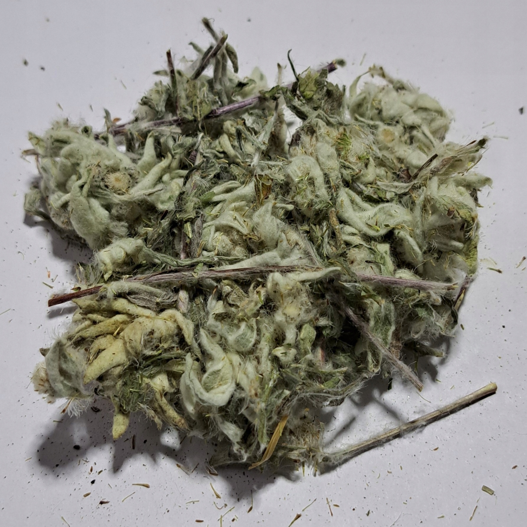 Levně Šedotka alpská Leontopodium alpinum 100 g Rafex