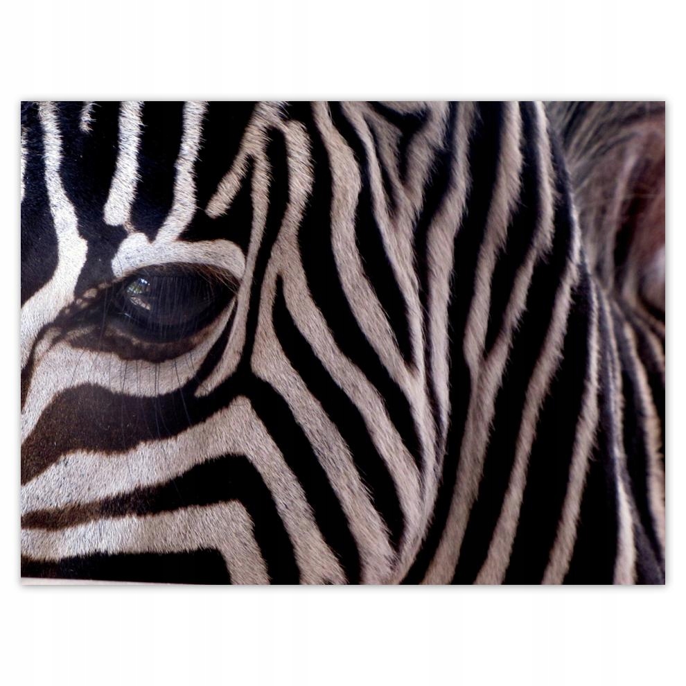 

Plakat 40x30 Makro fotografia zebra