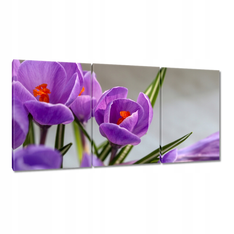 

Obrazy 120x60 Krokus Kwiaty