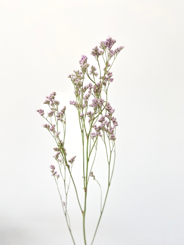 

Limonium drobne różowe gałązka Miła Odmiana