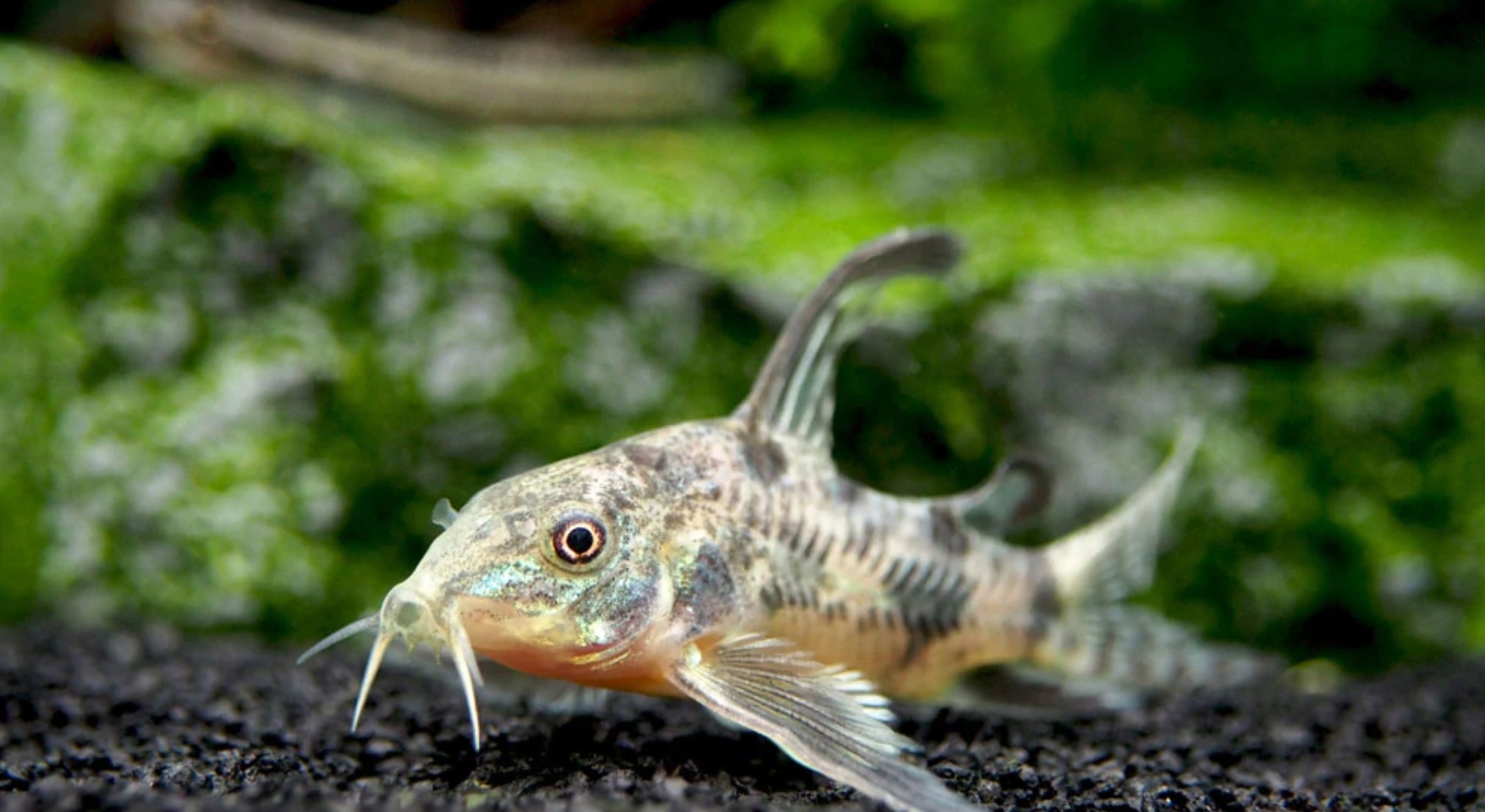 Кирис пестрый - Corydoras paleatus-Kirys