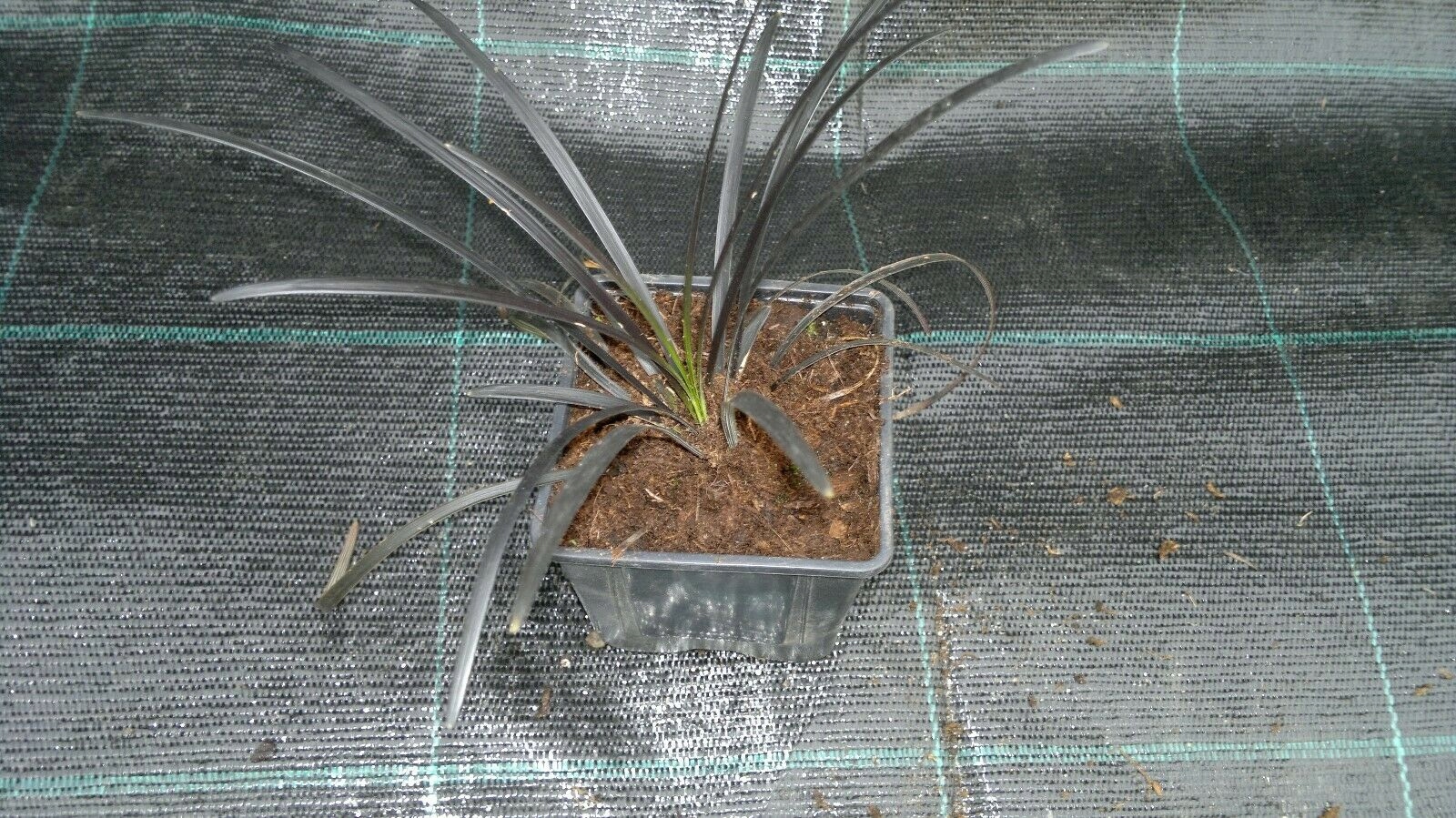 Cerna-Trava-Konvalinka-Niger-Ophiopogon-Druh-rostliny-Ostatni
