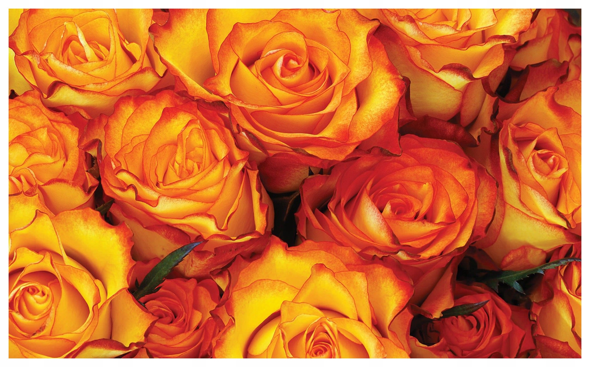 Vinylová fototapeta Růže do zahrady Květinový ráj 208x146 lepidlo