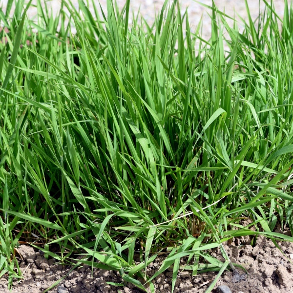 AGROSAR 360SL 1L ŚRODEK NA WSZYSTKIE CHWASTY Forma płyn