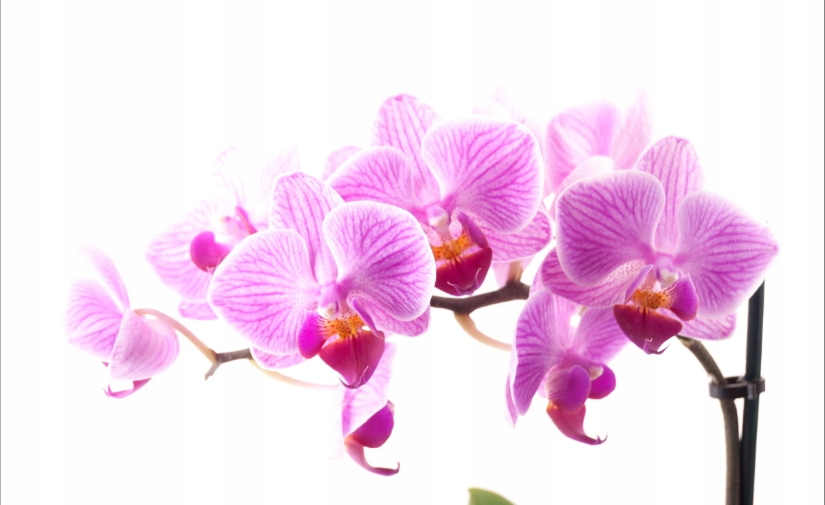 

Tapeta flizelinowa Różowa orchidea - 416x254
