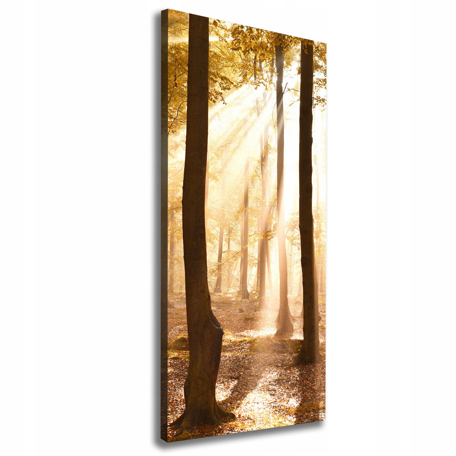 

Foto obraz canvas do salonu Las jesienią 50x125