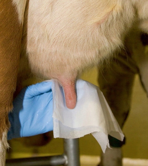 CHUSTECZKI RĘCZNIKI PAPIER DO MYCIA WYMION 800 SZT Rodzaj inny