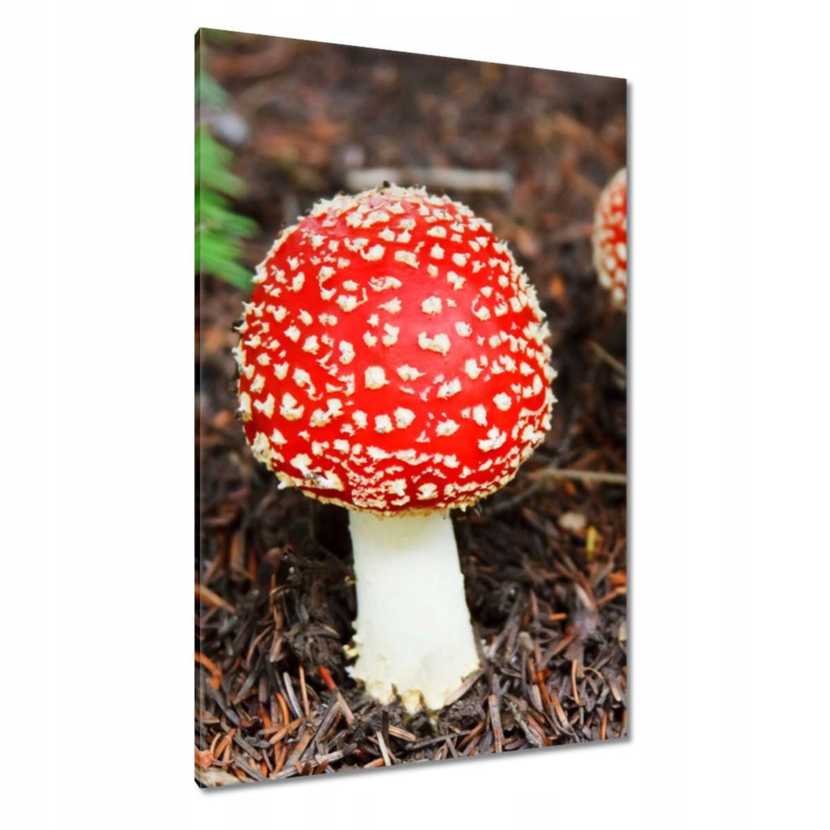 Obrazy 80x120 Muchomůrky Jedovatá krása