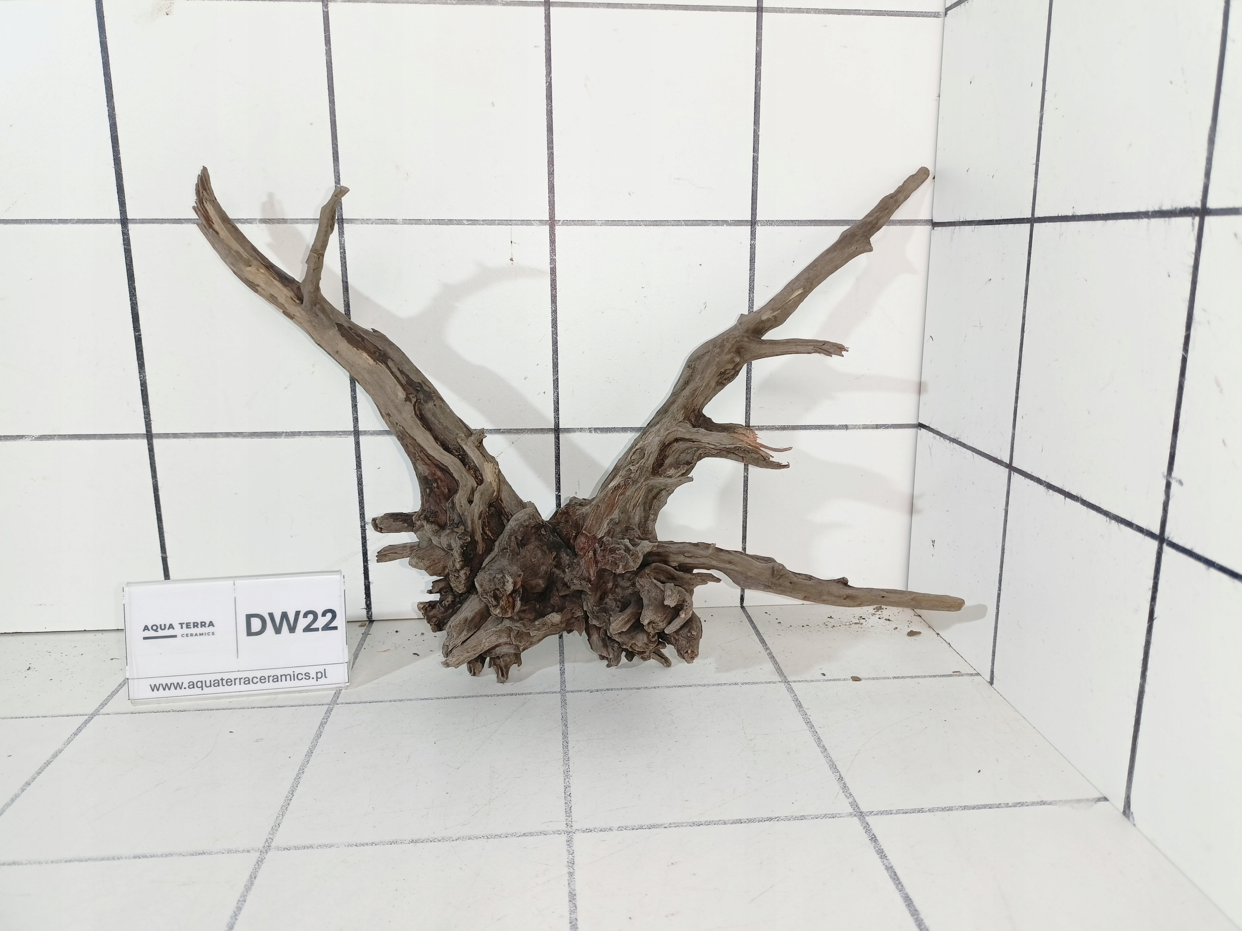 Korzeń Premium Spider Wood 22 Naturalny Gotowy do Akwarium Terrarium Ozdoba