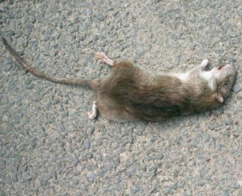 Mouse poison rats TOXAN liquid 1L Manufacturer code TOXAN