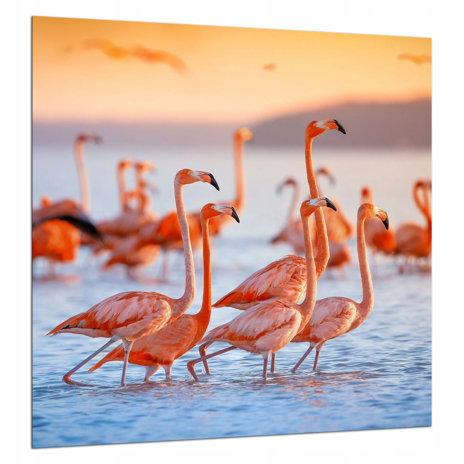 Skleněná Ochranná Deska 60x65 Plameňáci