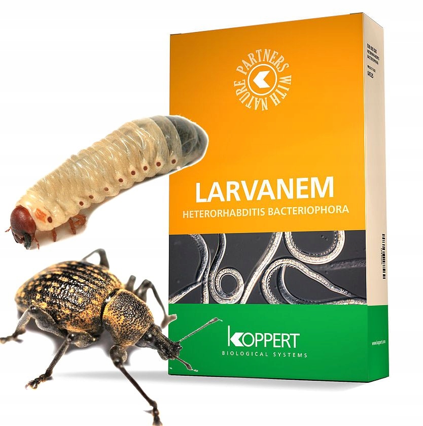 

Larvanem Nicienie 50 Mln Pędraki Larwy Opuchlaki