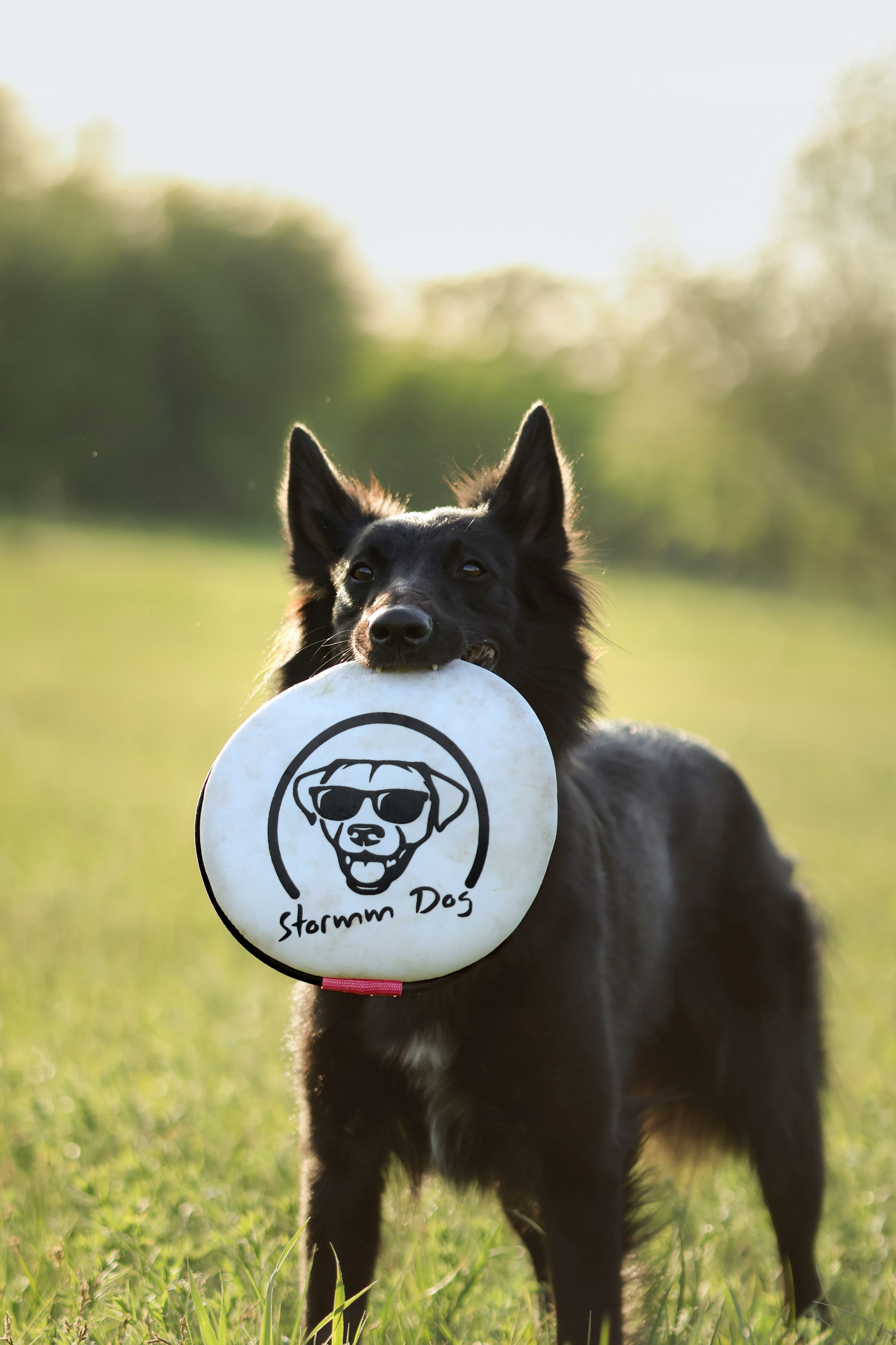 Levně Neoprenový disk Frizbii pro psa Stormm Dog L/XL 25 cm Set