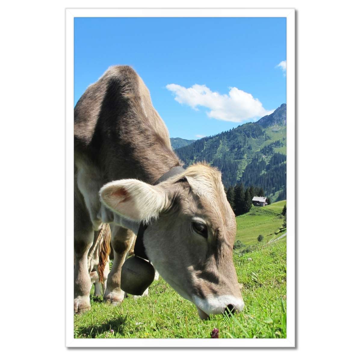 Plakáty v rámu 40x60 Alpské krávy