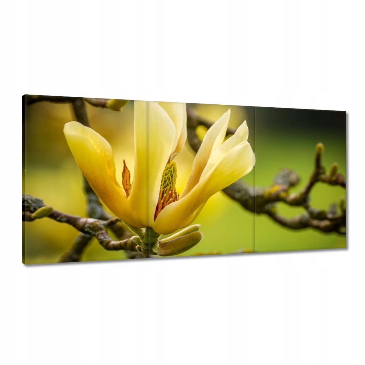 Obrazy 180x90 Kvietky Kvety Kvetinky