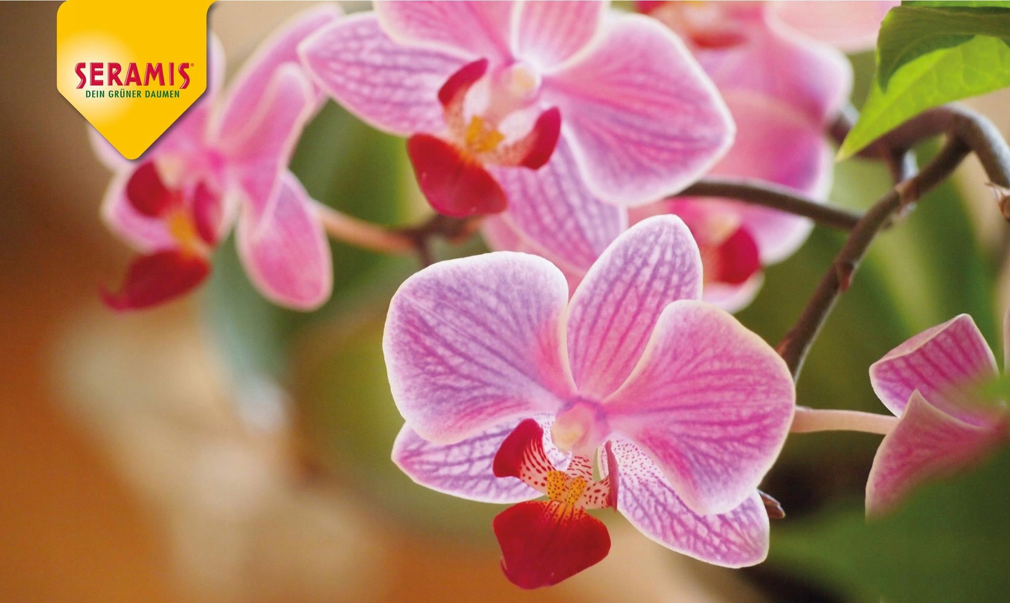 WESTLAND PODŁOŻE ZIEMIA Z SERAMIS KORA SOSNOWA DO STORCZYKA ORCHIDEI 8 L Pojemność 8.0001 l