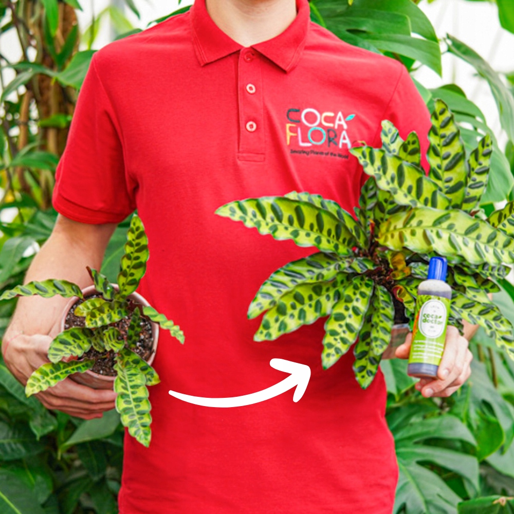 CocaDoctor Preparat Do Roślin Zielonych ANTY-Grzyb ŚRODEK PRZECIWGRZYBICZNY Forma płyn